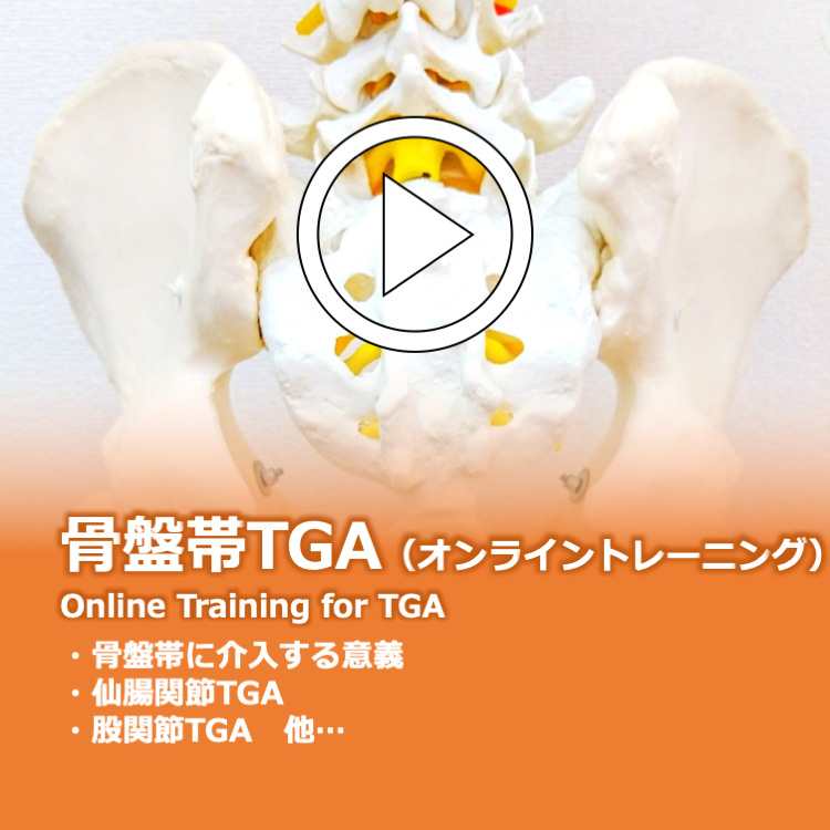 骨盤帯TGA